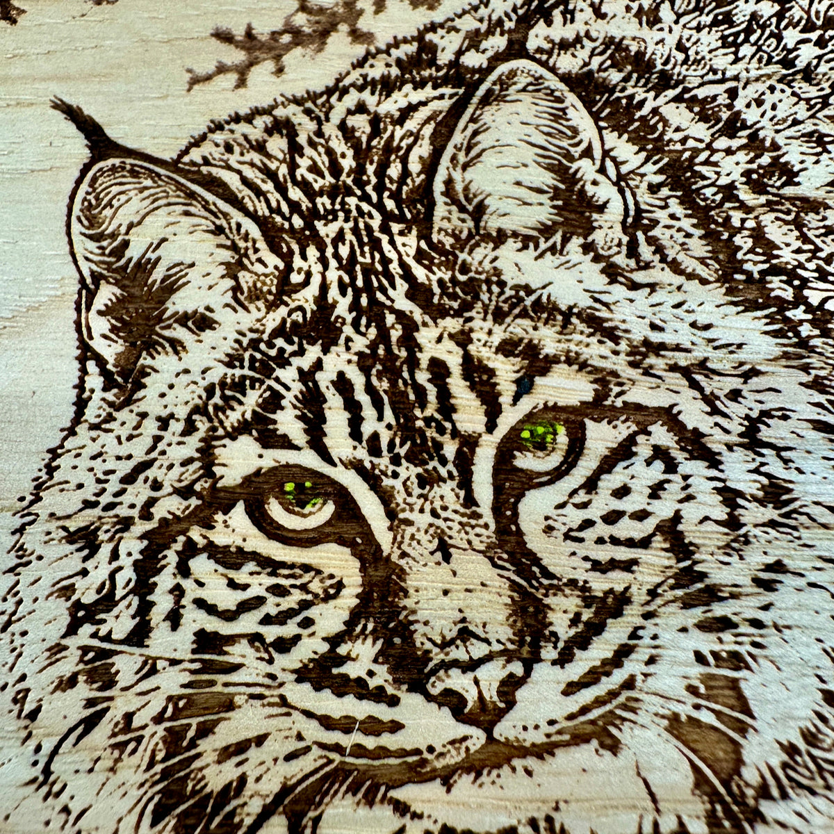Bobcat on the Prowl