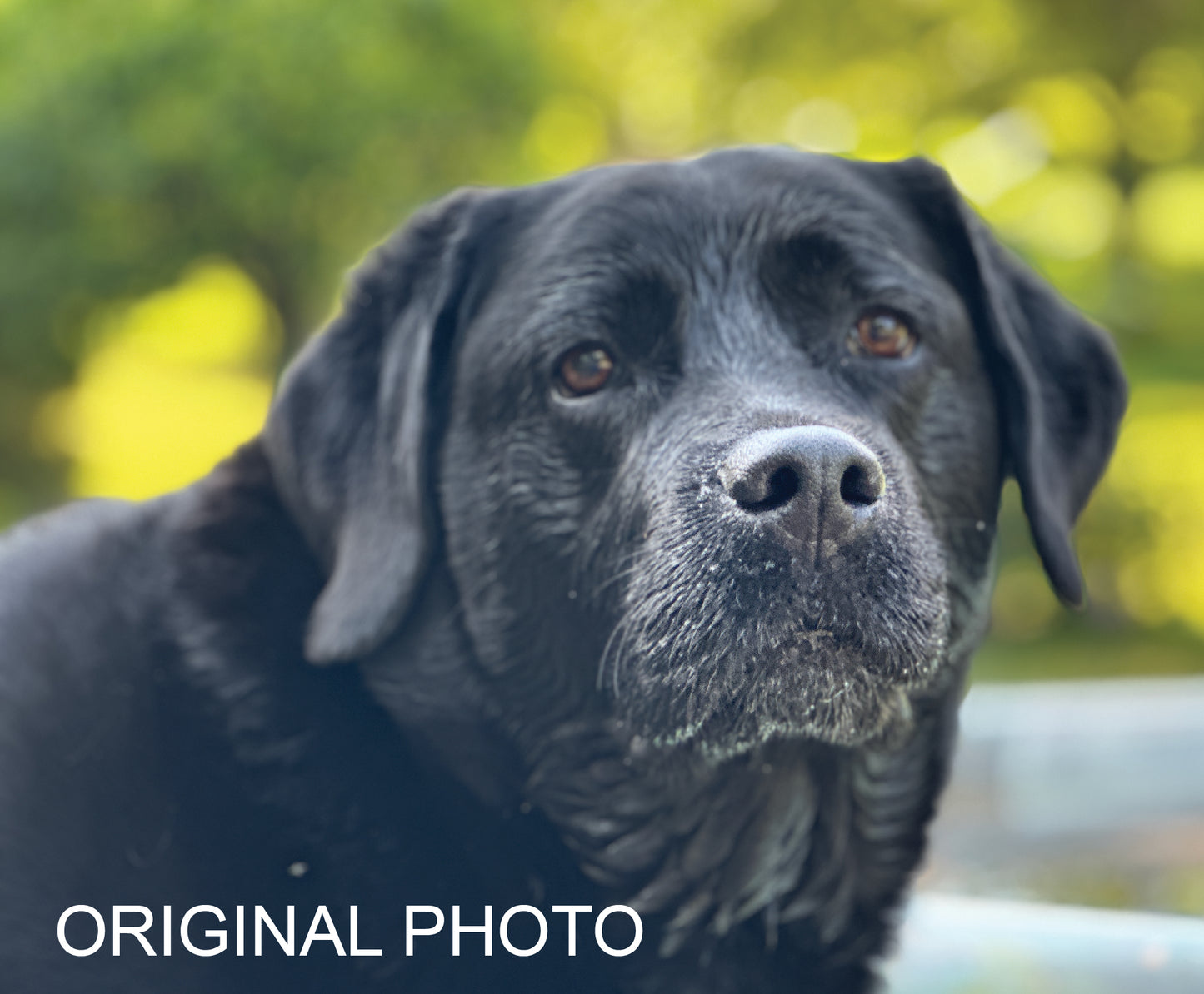 Personalized Engraved Pet Memorial from Photo