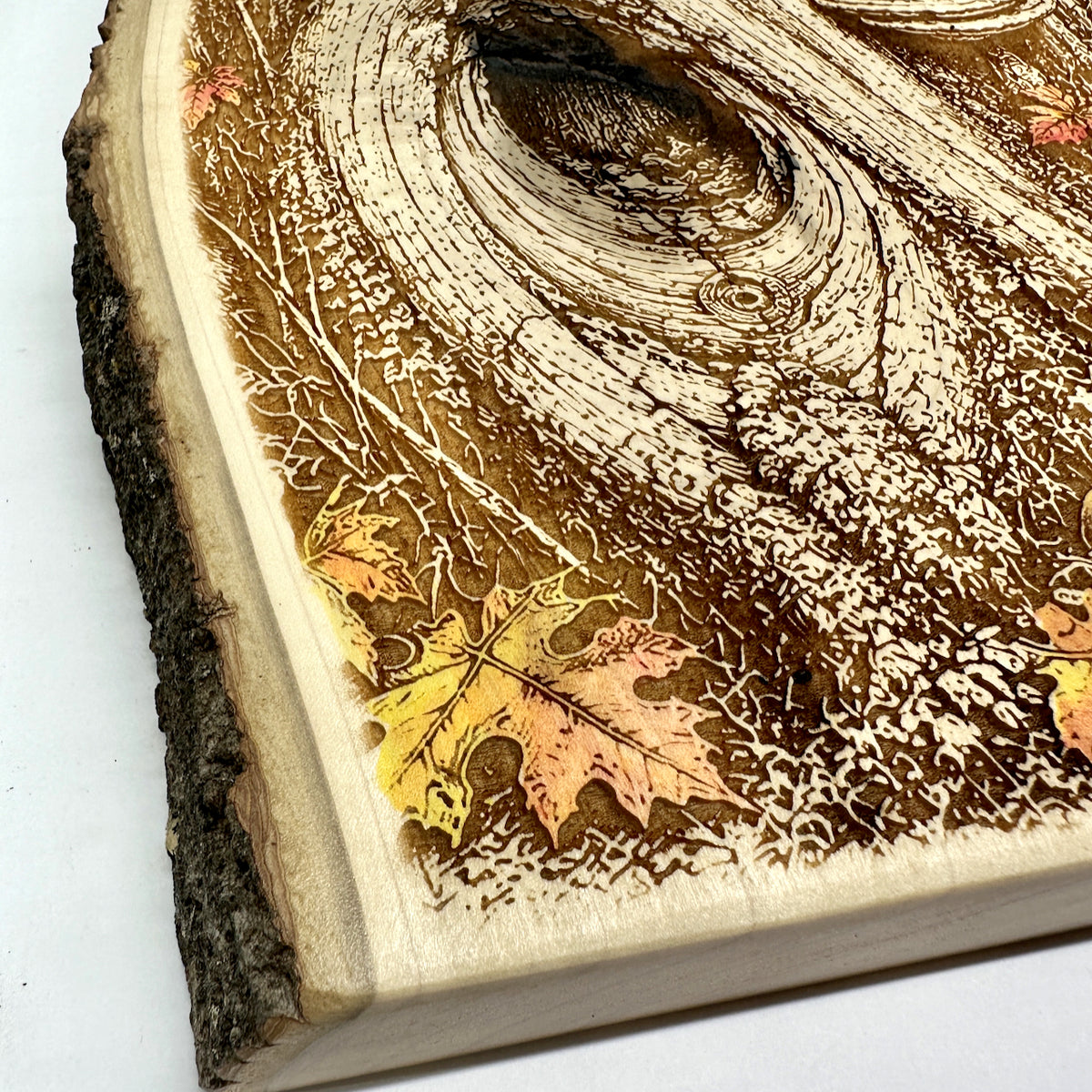 Woodland Raccoon in Hollow Tree