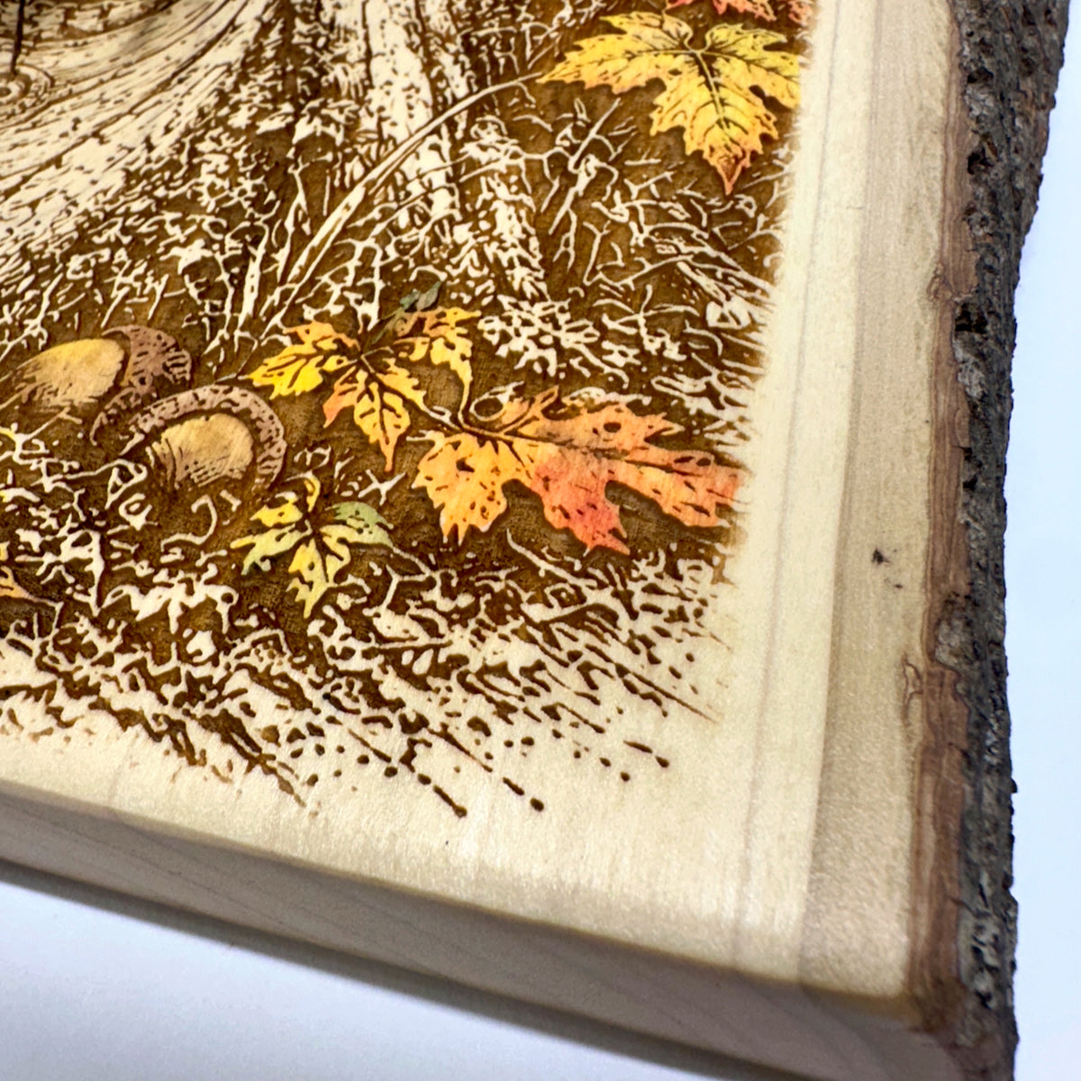 Woodland Raccoon in Hollow Tree